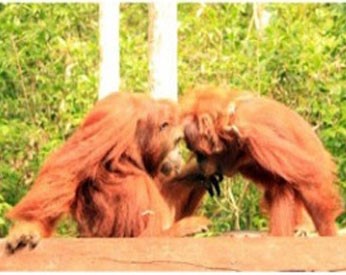 OFI-PT SMART releases two wild orangutans – Tyson and Eka