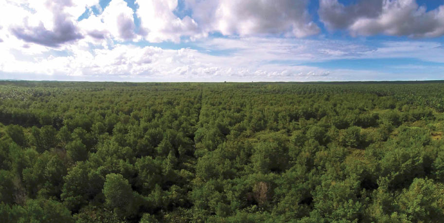 Sinar mas involves the community in conservation efforts