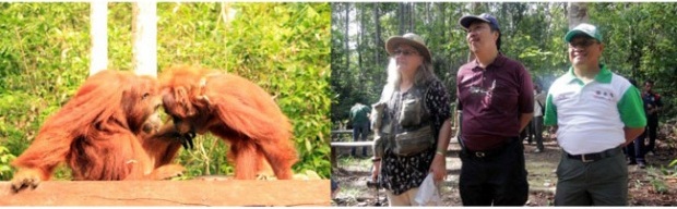 Pendiri dan pimpinan Orangutan Foundation International (OFI) Prof. Dr. Birute Mary Galdikas, Direktur Utama PT SMART Tbk. Daud Dharsono dan Sustainability Division Head PT SMART Tbk Dr. Haskarlianus Pasang saat menyaksikan pelepasliaran dua individu orangutan di Pangkalan Bun, Kalimantan Tengah, 19 Desember 2015. Foto: PT Smart Tbk.