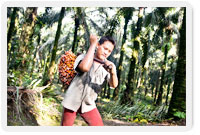 Leading Sustainable Development