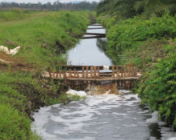 Sluice gates built at one of the plantations, to maintain steady flow of water to the peat areas