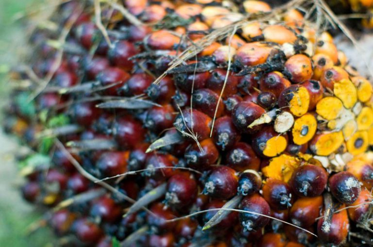 How “climate-smart” can palm oil become?