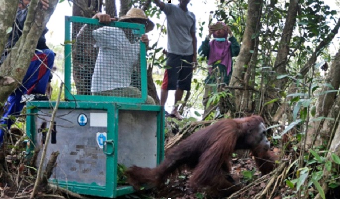 PT SMART in the News: “Two Orangutans Released in Seruyan Natural Habitat”
