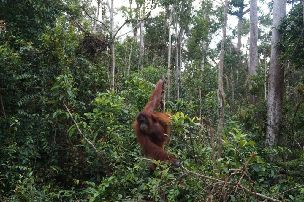 Kembali ke hutan