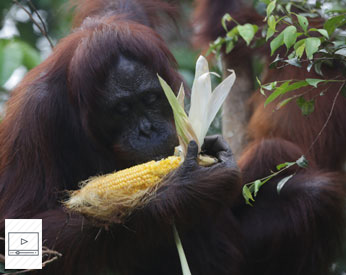 Vlog: Commemorating International Orangutan Day as we continue our efforts to protect them
