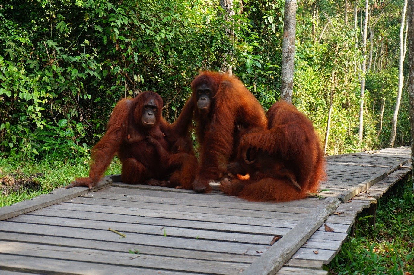 Kemitraan dalam aksi: menyaksikan kembalinya orangutan ke alam liar