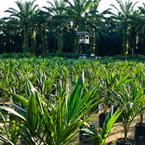 Postcards from the Field – an encounter with plasma smallholders