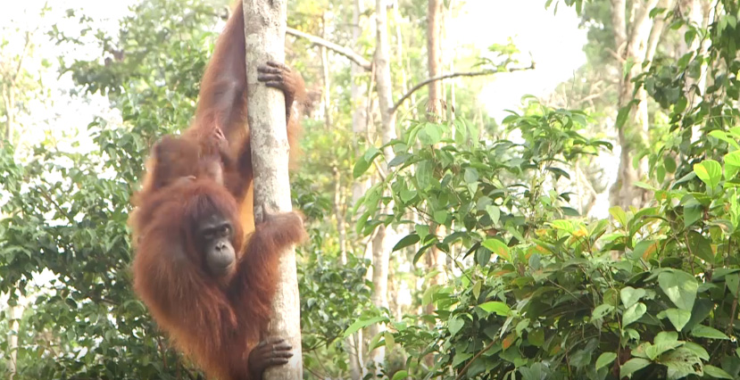 Orangutans Poco and Rich go back to their natural habitat