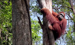 Video: OFI-PT SMART releases two wild orangutans – Tyson and Eka