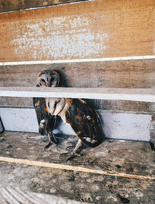 owls