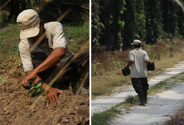 Helping palm oil small farmers improve their agricultural practices is key for the sector