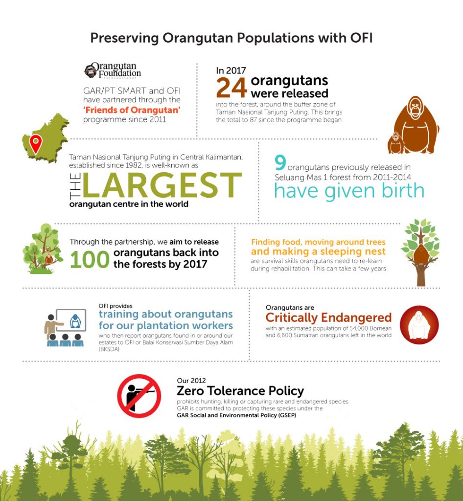 Orangutan-Infographic-ENG