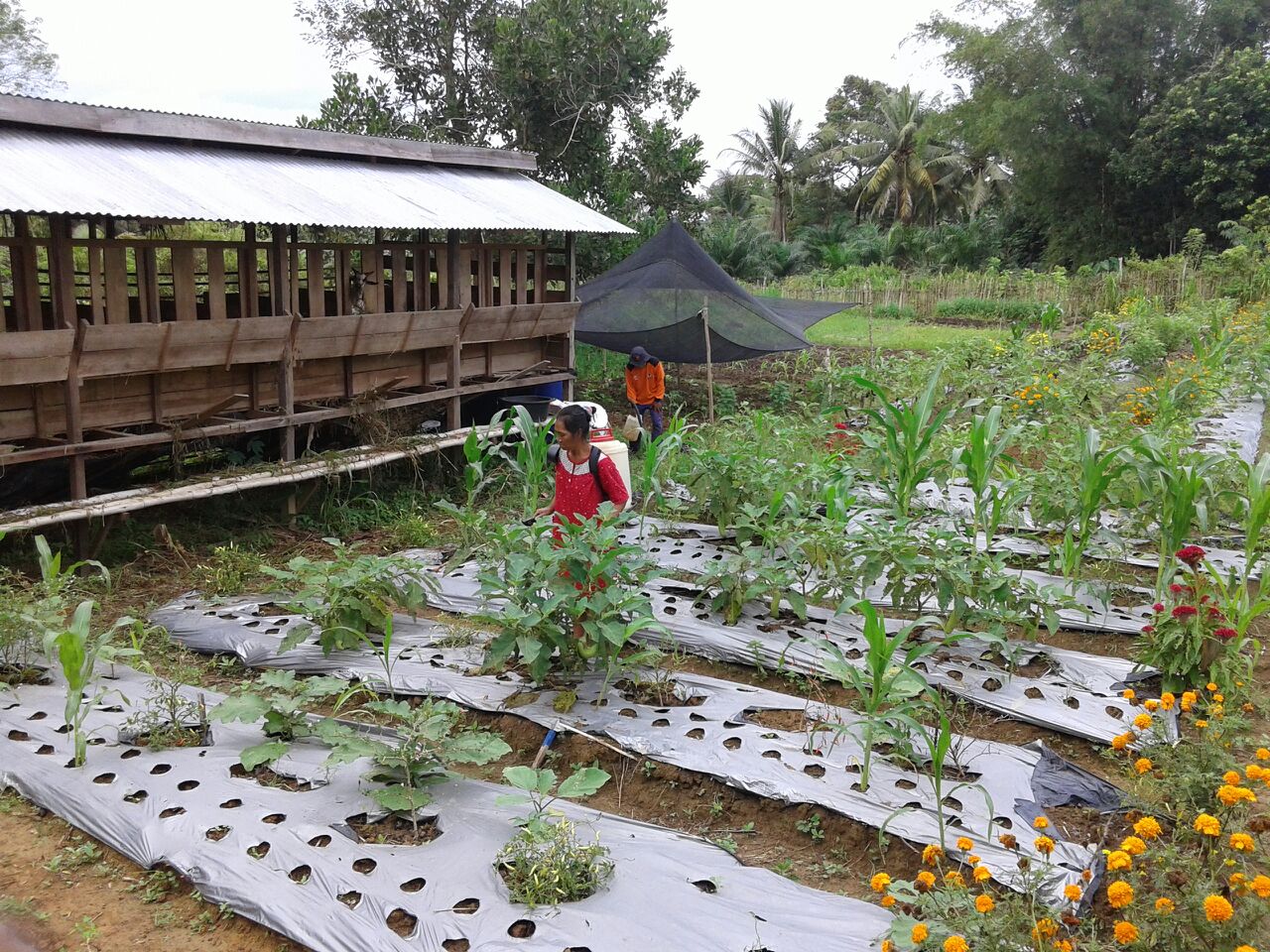 Rumah-Kompos-Desa