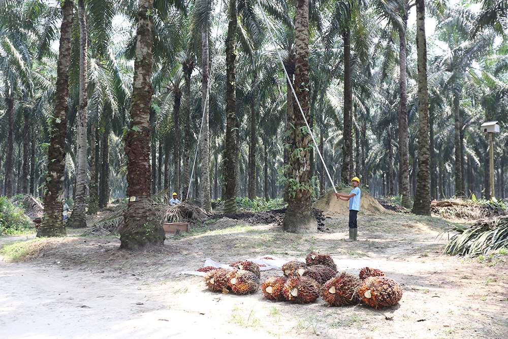 dumai04