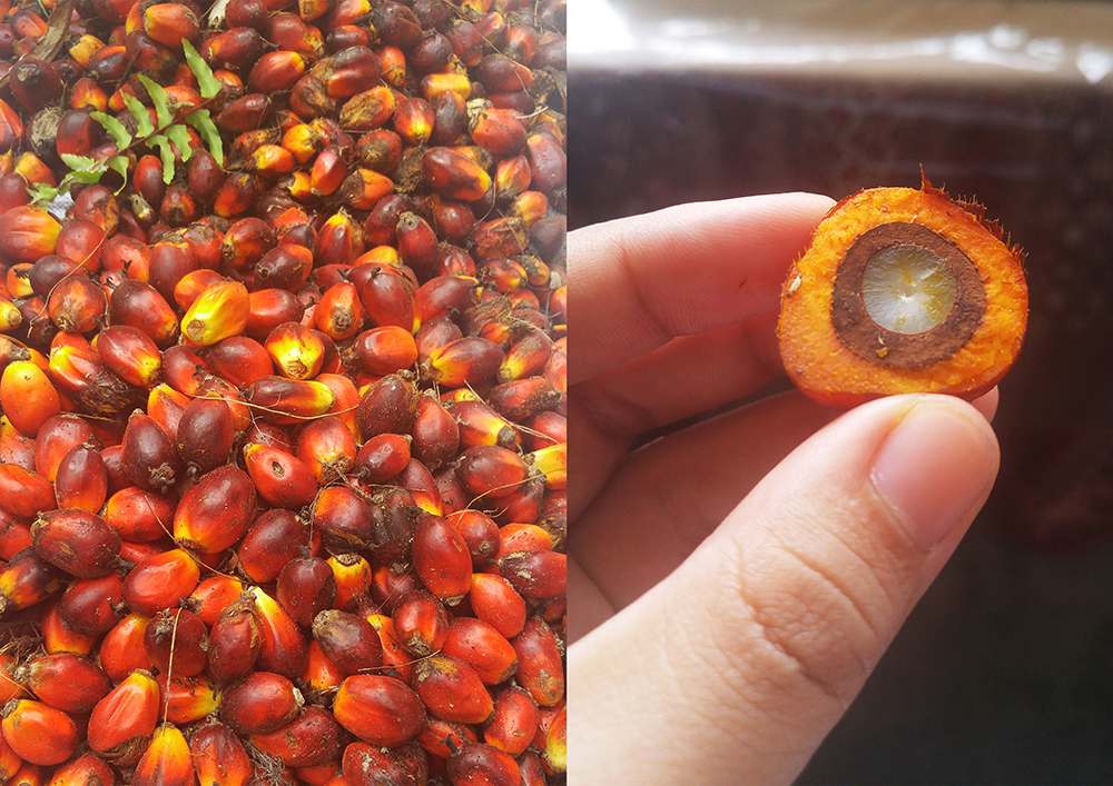 dumai08
