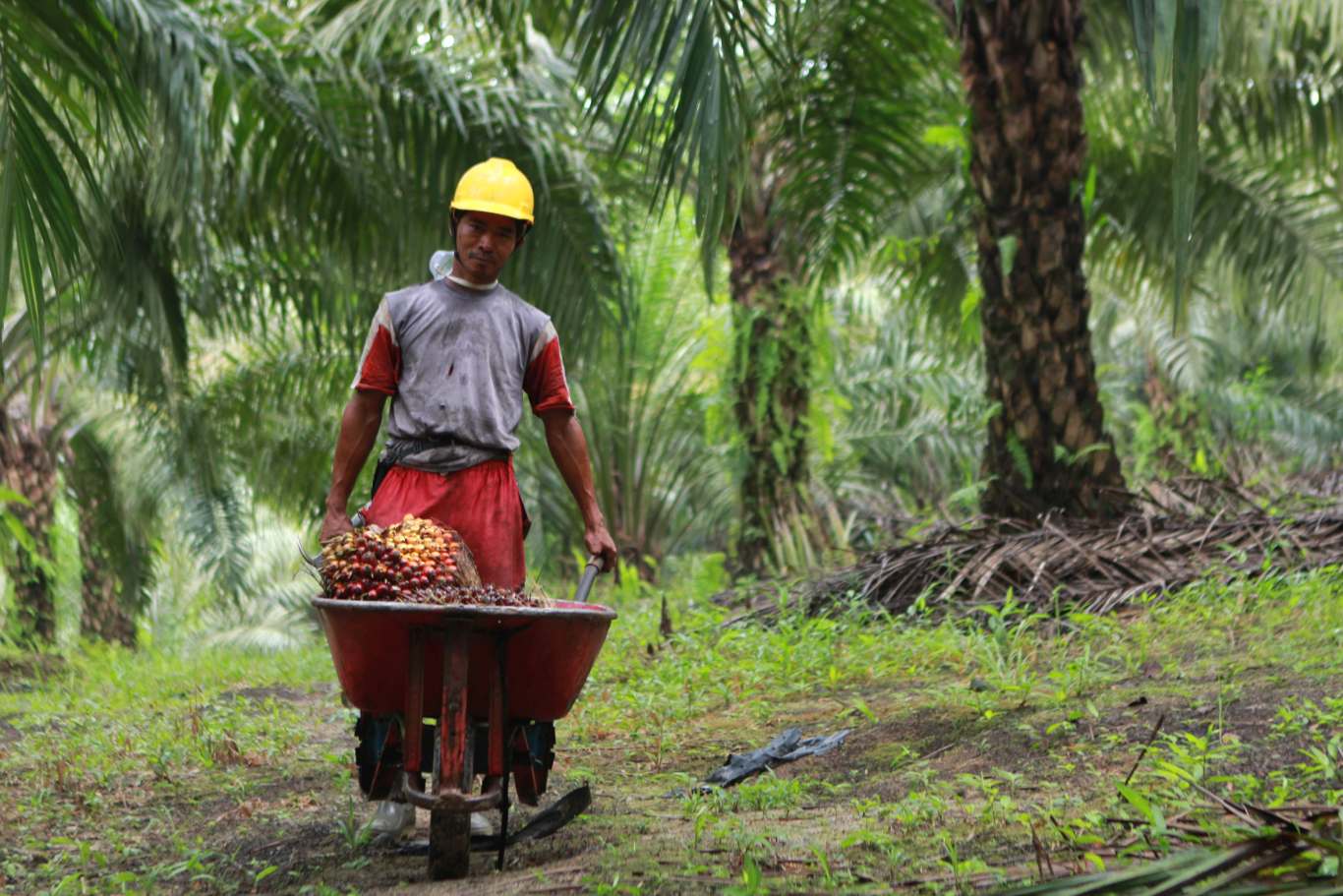 palm-oil-trend-3