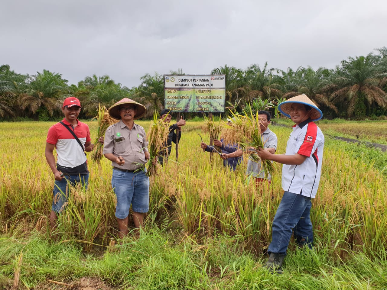 Sinar Mas Agribusiness and Food Bantu Masyarakat Desa Binaan Lakukan Pertanian Ramah Lingkungan Tanpa Bakar, Melalu Pertanian Ekologis Terpadu