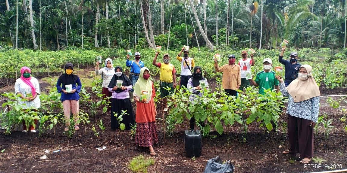 Red ginger boosts immunity, increases income, and prevents forest and land fires in Riau amid soaring demand