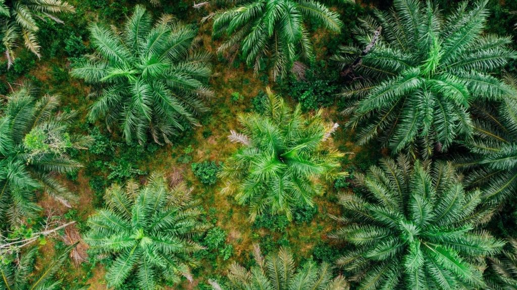 Satelligence partners with Sinar Mas Agribusiness and Food to delink palm oil production from deforestation