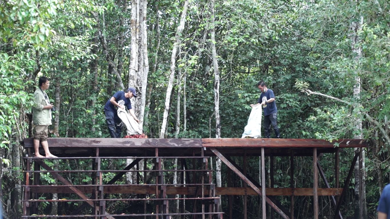 Makanan bagi orangutan yang dilepasliarkan kembali ke alam