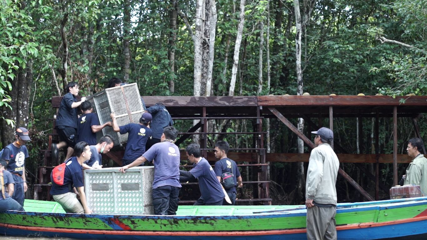 Petugas OFI memindahkan peti berisi orangutan dari perahu