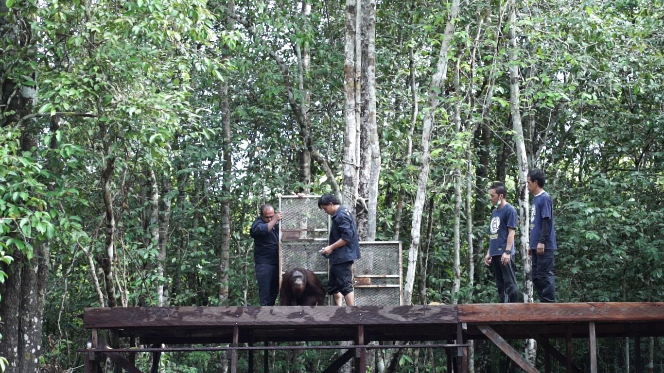 Orangutan keluar dari peti dan memasuki alam liar