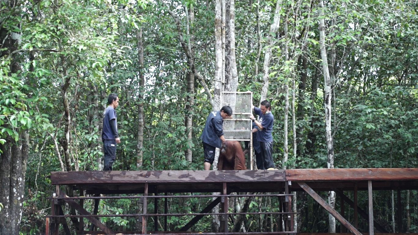 Seekor orangutan dilepasliarkan kembali ke hutan