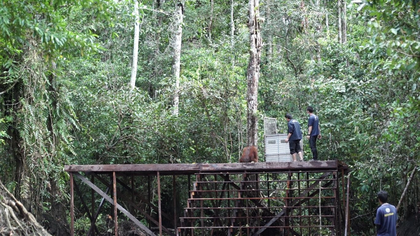Pemindahan orangutan kembali ke habitat alaminya berhasil dilakukan di Taman Nasional Tanjung Puting