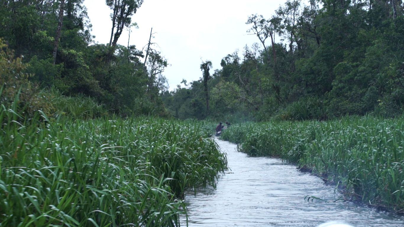 Jalur sungai yang sempit di tengah pepohonan tinggi dan ilalang