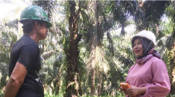 Proses pelibatan pemasok SMAF di perkebunan