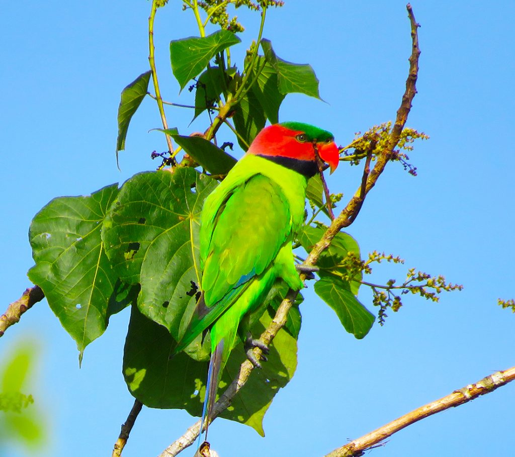 Long-tailed parakeet