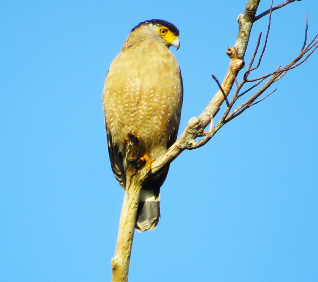 Crested serpent-eagle