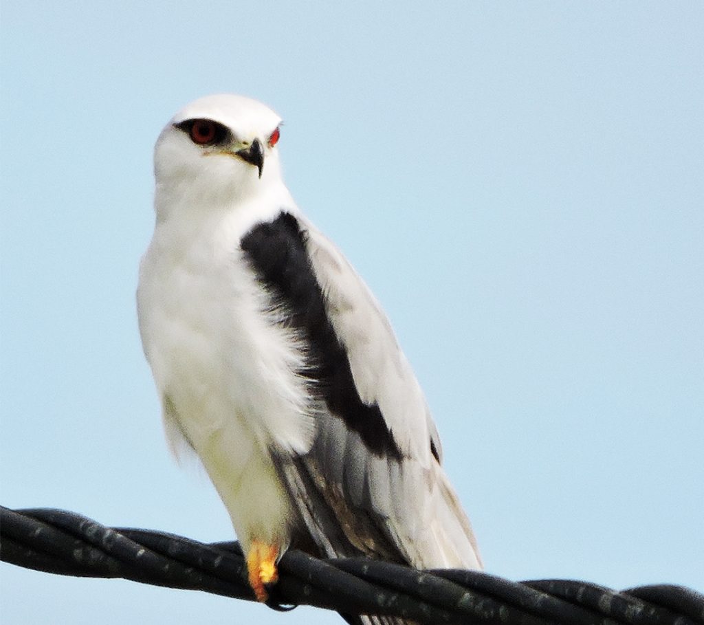 Black-winged kite