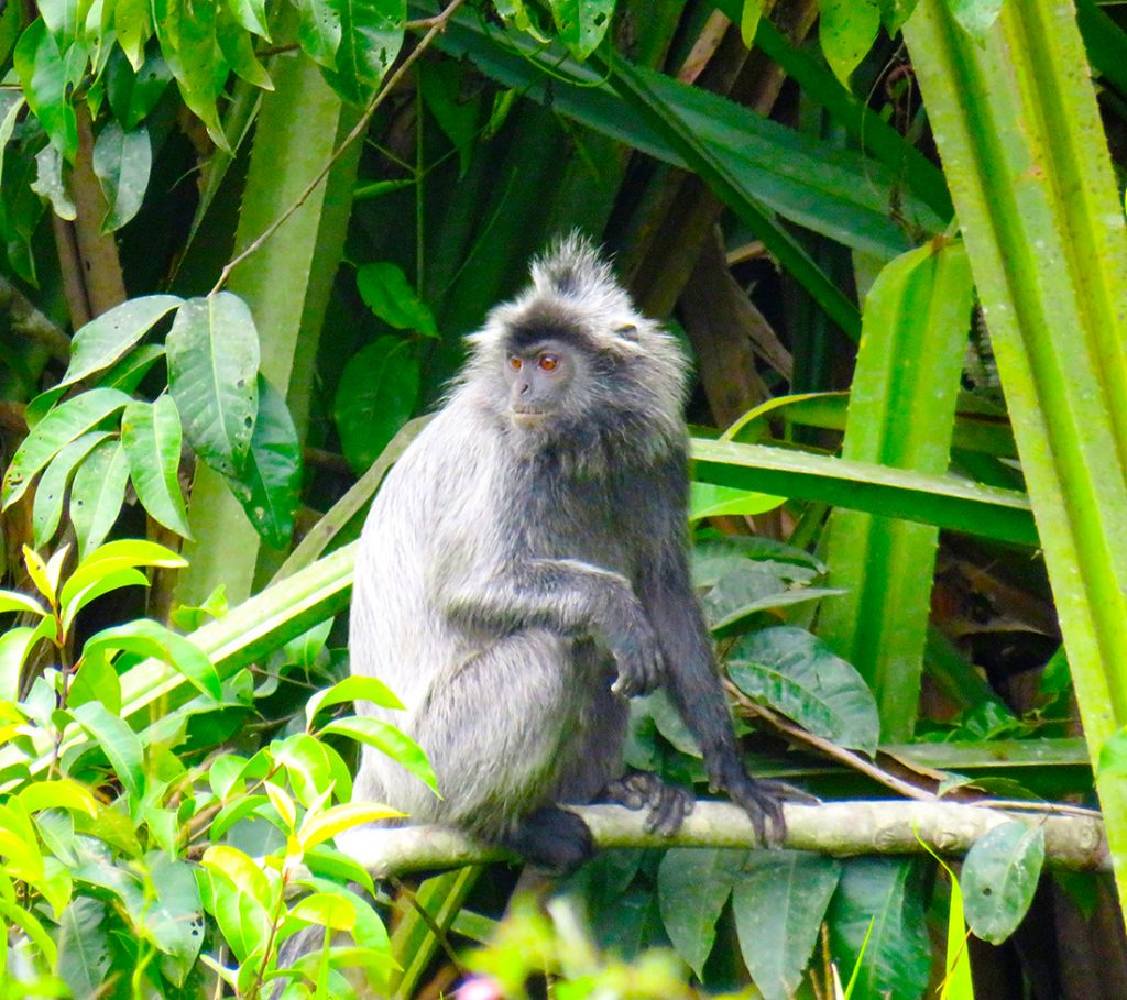 Silvery lutung