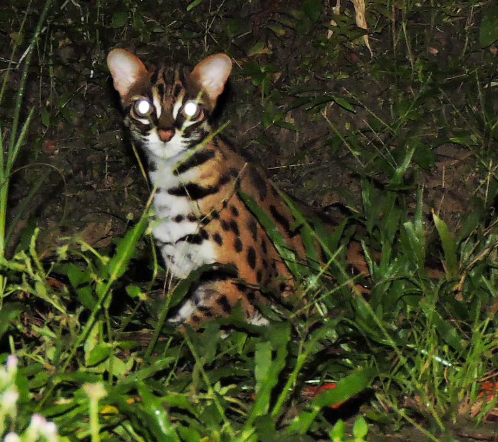 Leopard cat