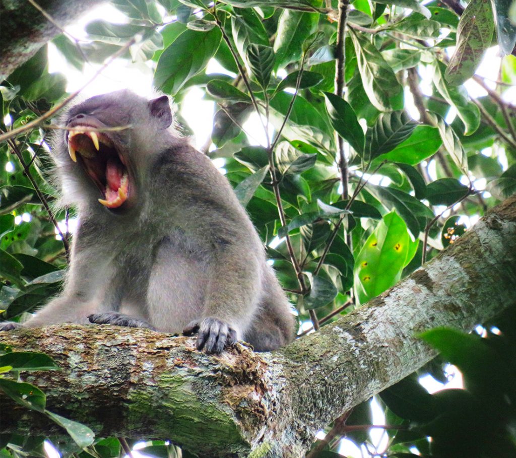 Common long-tailed macaque