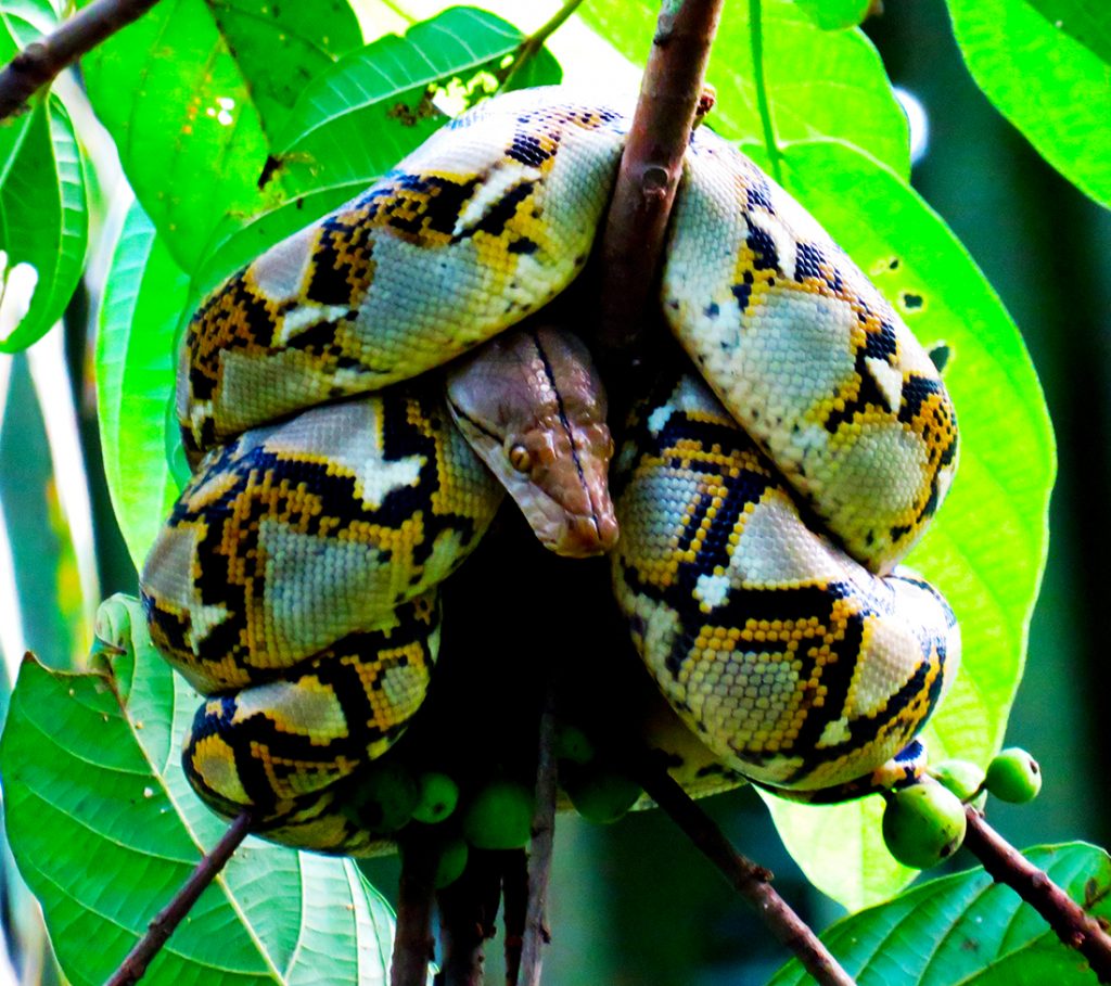 Reticulated python