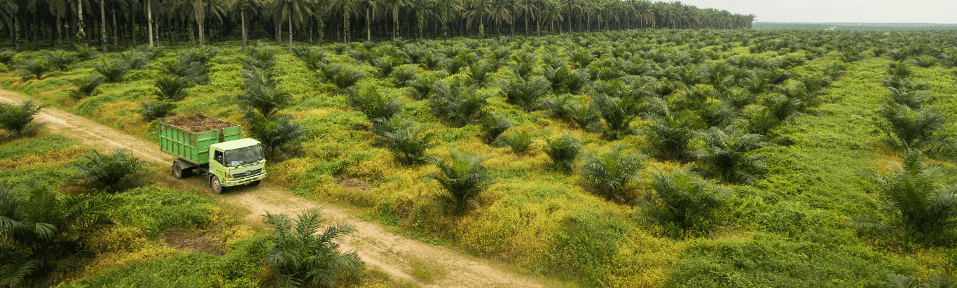 Palm Supply Chain Traceability & Transformation