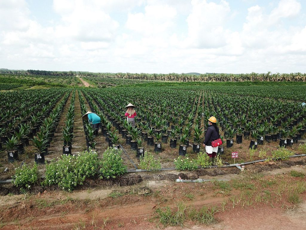 Pekerja perempuan SMAF sedang bekerja di kebun.