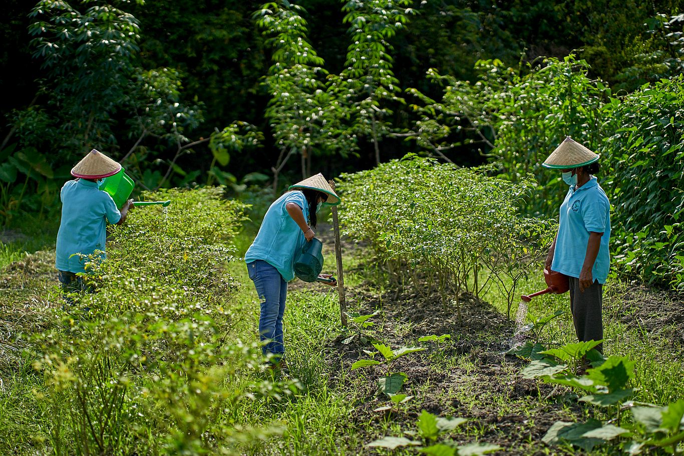 Sinar Mas Agribusiness and Food dan TaniFoundation Jalin Kerja Sama Tingkatkan Literasi Pertanian 80 Kelompok Tani di Indonesia