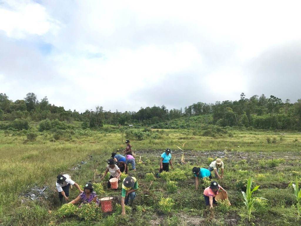 Semakin pentingnya produksi pangan yang berkelanjutan di tengah meningkatnya risiko perubahan iklim