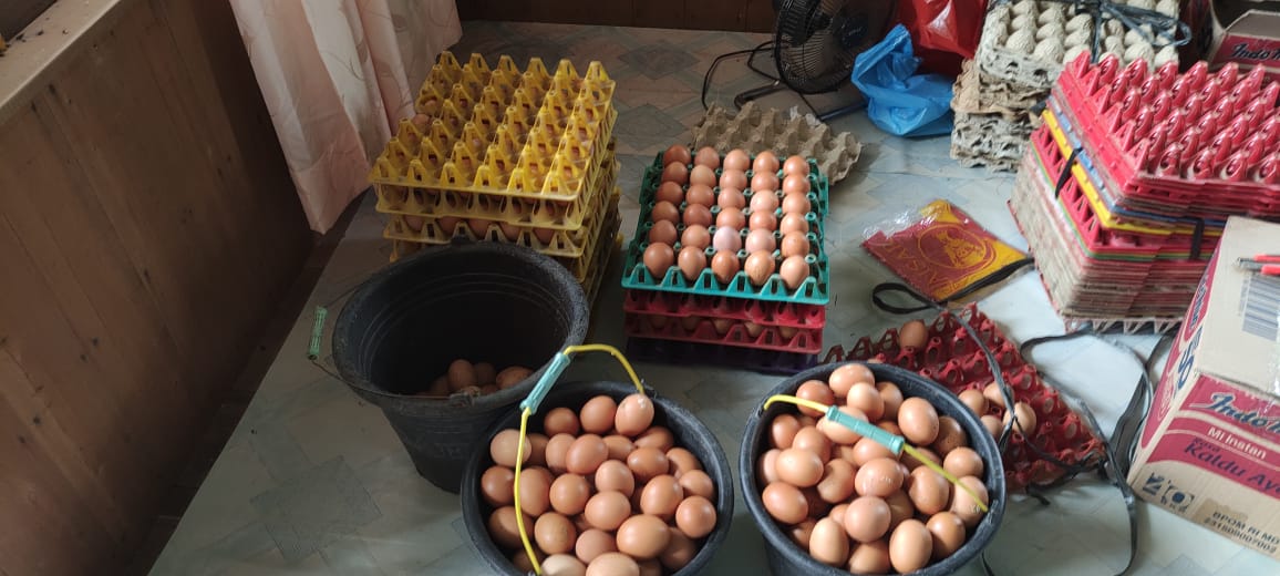 Fresh eggs