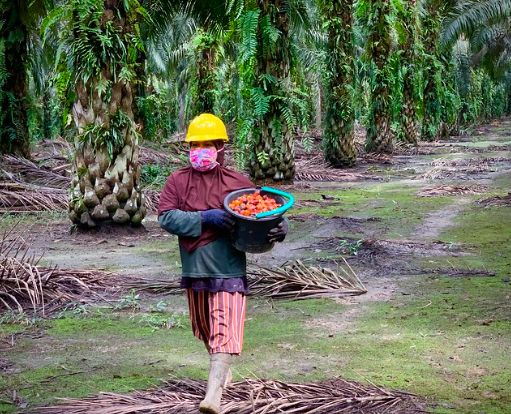 Women taking roles in the plantation operations