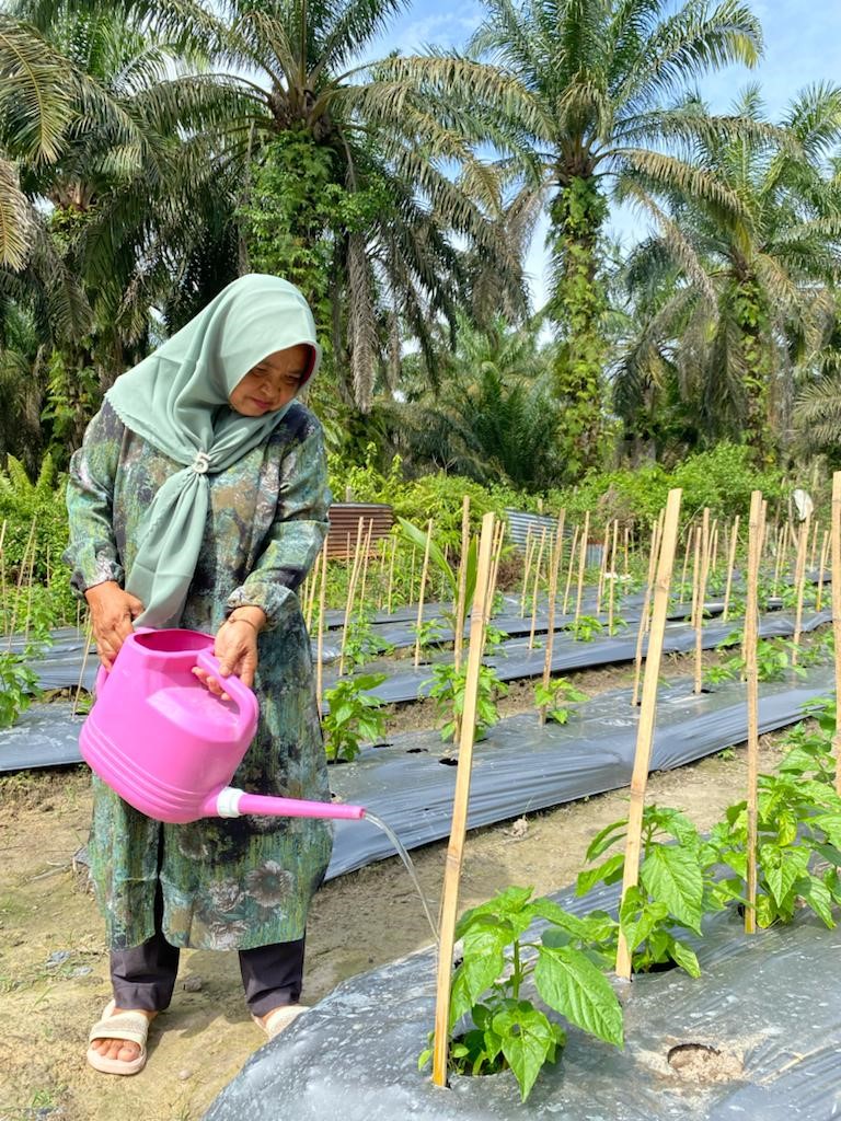 Budidaya tanaman komersial