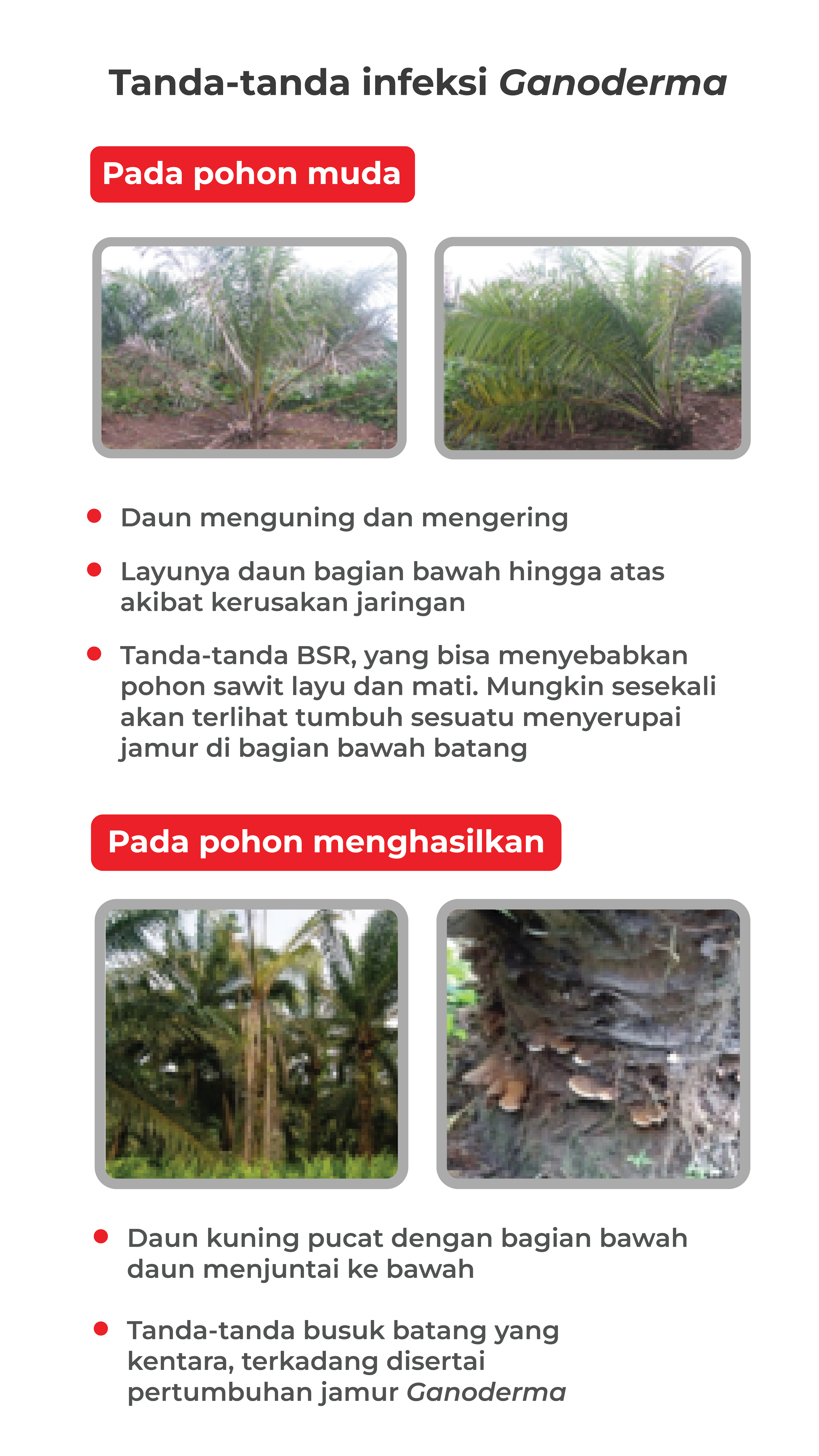 Ganoderma Infografis