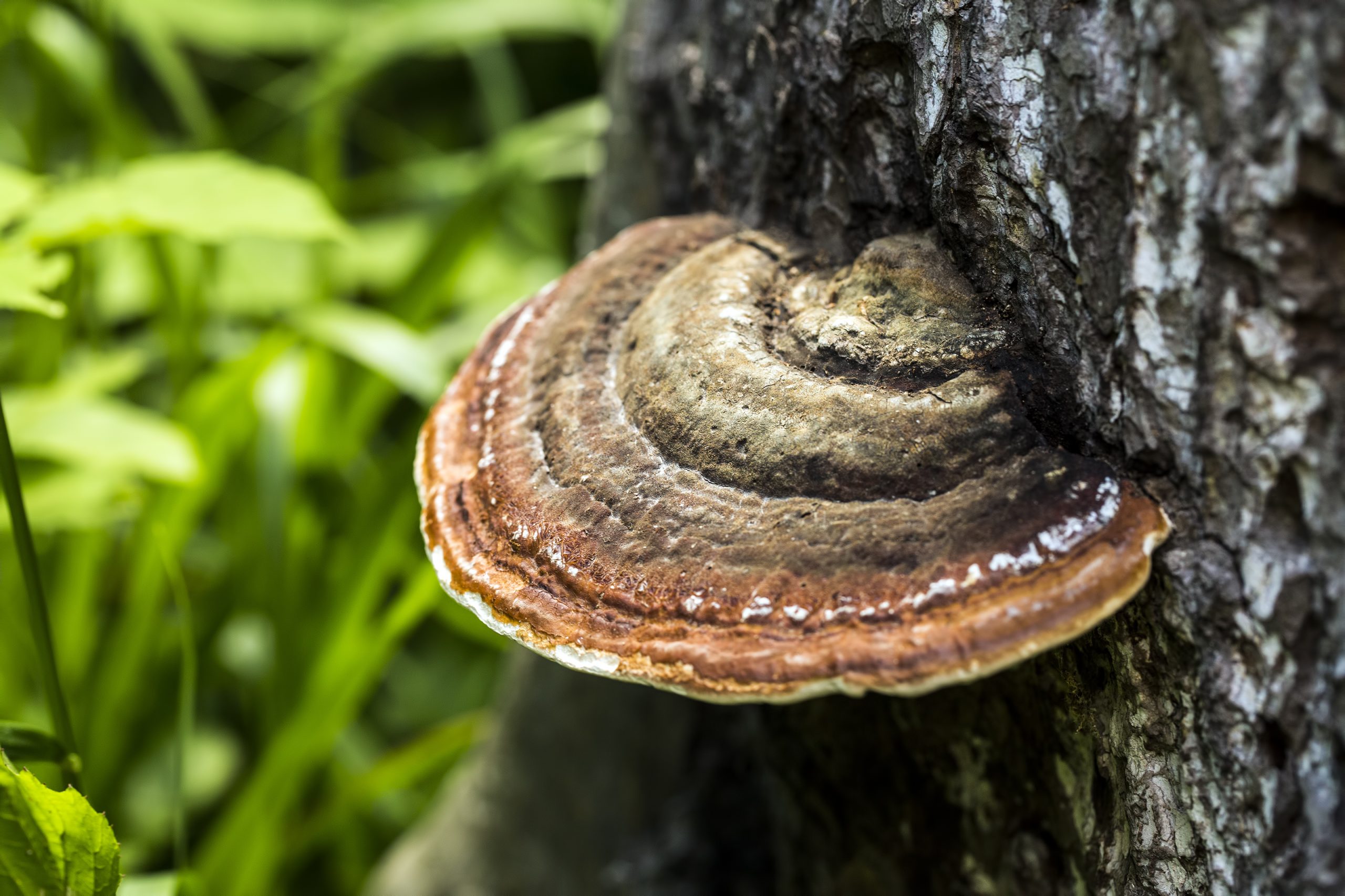 Ganoderma 101: The palm oil enemy you need to know