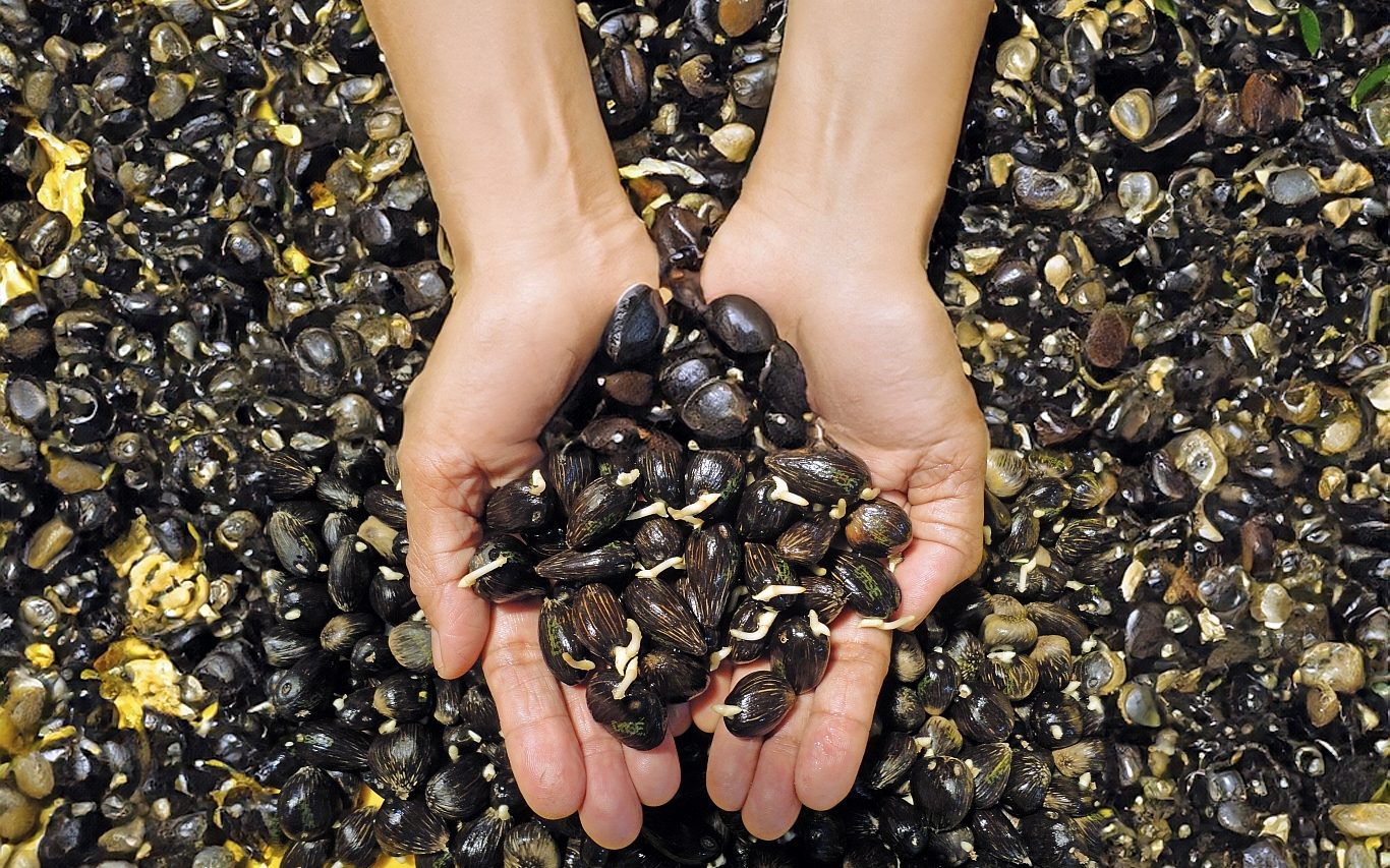 Seeds
