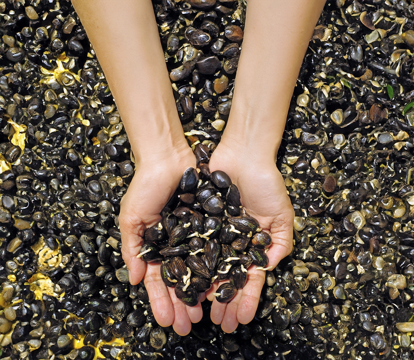 Cultivating Hope: Seeds for the Future