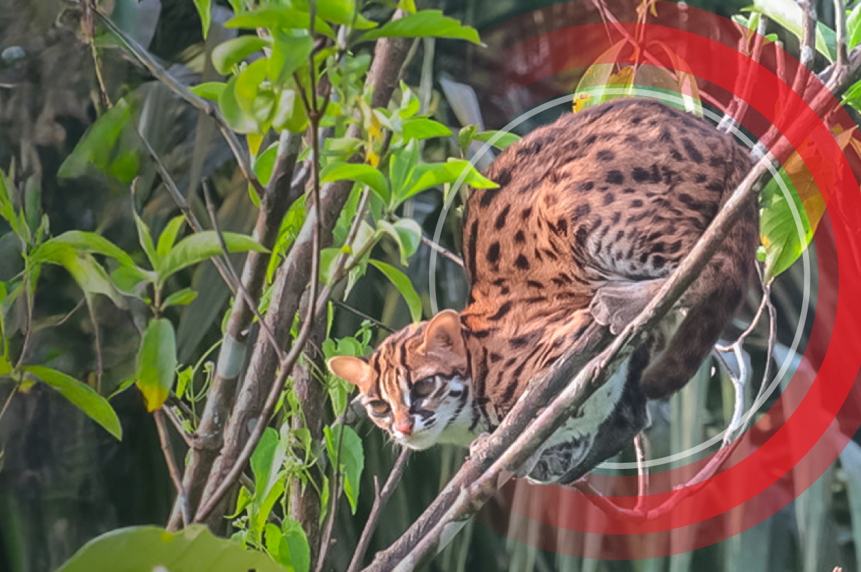 Exploring nature: Five incredible species thriving around our palm plantations