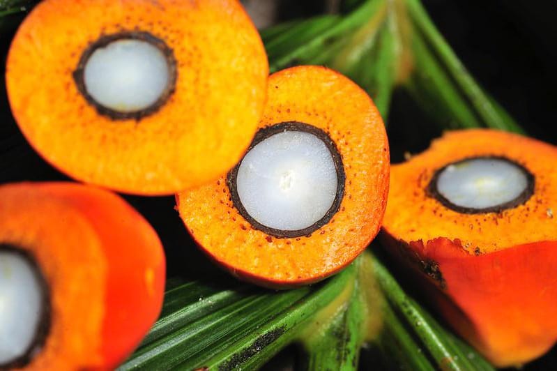 Enhance Oil Palm Productivity with Certified Genuine Seeds